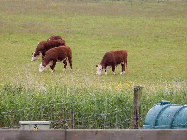 Excursie Kampen en Schokland 19-05-2018 081